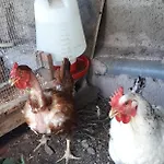 Дом отдыха Louros House Фуншал